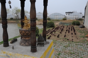 A Buddhist Shrine overlooks an Organic Vegetable Farm